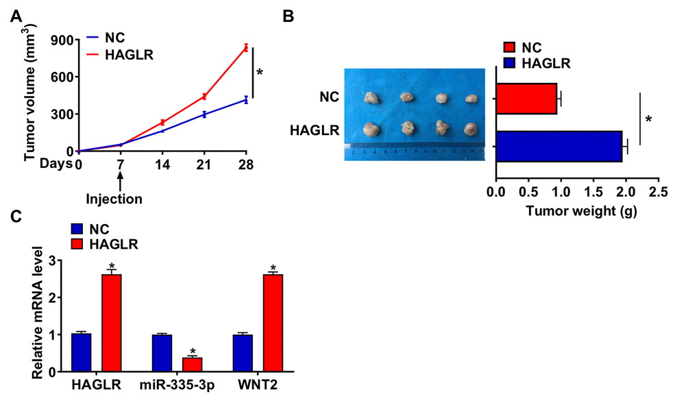 HAGLR promoted TNBC growth in vivo. 30 mice were divided into two group randomly, BT549 cells was subcutaneously injected into nude mice. 1 week later, we injected lentivirus packaged HAGLR or NC into tumors. (A) Tumor volume was measured every 7 days. (B) Tumors was isolated after 28 days of BT549 cells injection, and photos for representative tumors. (C) The mRNA of HAGLR, miR-335-3p, and WNT2 in isolated tumors were detected by qRT-PCR. Data are mean ± SD; *P 