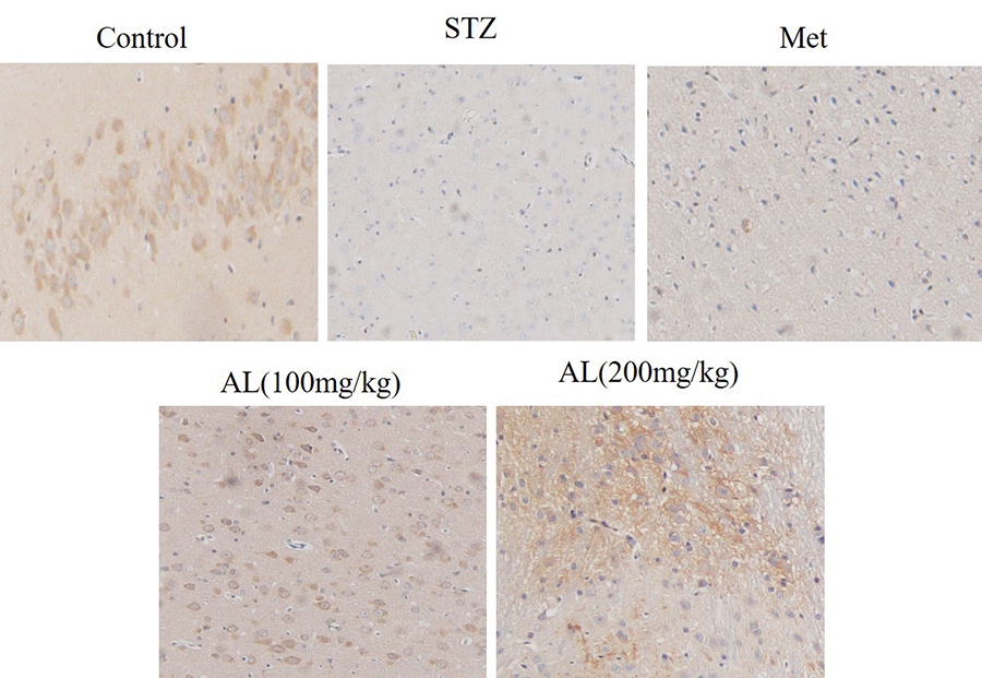 Number of neurons in hippocampal CA1(x100).