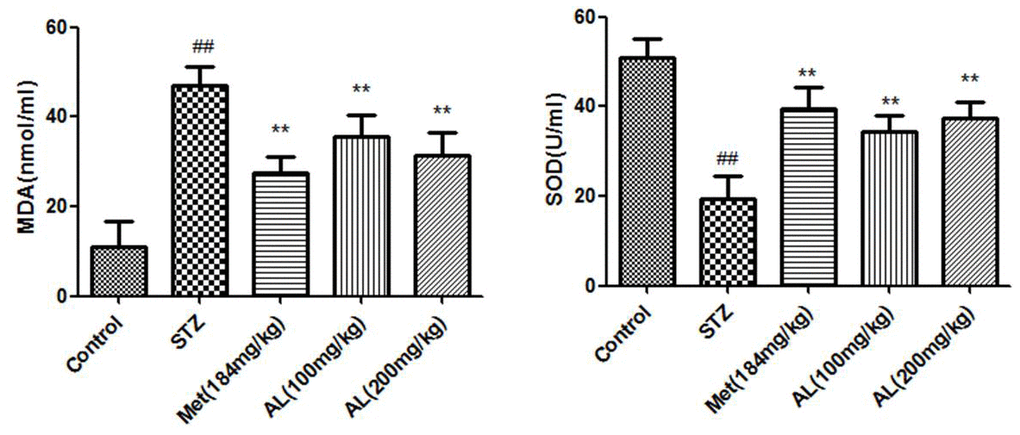 SOD activity and MDA content in serum. Values are expressed as means±SDs. Compared with control: # P##P