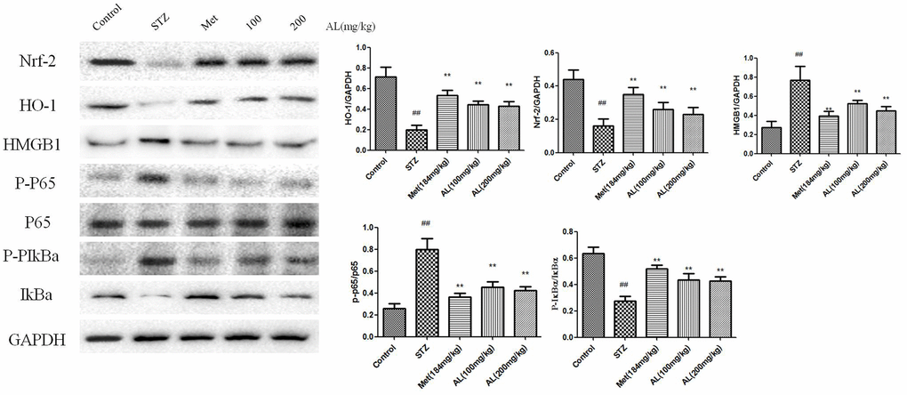 Effects of AL on Nrf-2 /HO-1/HMGB1/NF-κB pathway in hippocampus. Values are expressed as means±SDs. Compared with control: # P##P