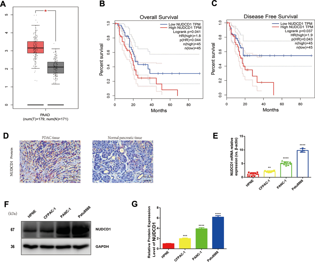 Expression and roles of NUDCD1 in PC. (A) NUDCD1 mRNA expression levels were significantly higher in PDAC tissues (n = 179) than in normal pancreatic tissues (n = 171). (B, C) NUDCD1 upregulation was significantly correlated with shorter overall survival and shorter disease-free survival (p = 0.041 and 0.037, respectively). (D) NUDCD1 was overexpressed in PDAC tissues relative to adjacent tissues as detected by IHC. (E) NUDCD1 upregulation was observed in different PC cell lines by qRT-PCR. (F, G) High NUDCD1 expression was observed in different PC cell lines by Western blot. *p