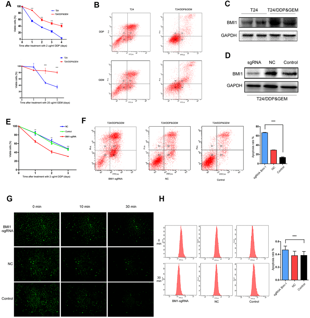 Inhibition of BMI1 overexpression reversed the chemoresistance in GC-resistant T24 cells. (A) Cell proliferation changes of T24 and T24/DDP&GEM cells assessed by cell counting kit-8 assays after treatment with 2 μg/ml DDP or 25 μg/ml GEM. (B) Apoptosis of T24 and T24/DDP&GEM cells detected by the Annexin V/flow cytometric apoptosis assay after treatment with 2 μg/ml DDP or 25 μg/ml GEM. (C) Western Blot analysis of BMI1 protein in T24 and T24/DDP&GEM cells. (D) Western Blot detection of BMI1 protein in T24/DDP&GEM cells upon BMI1 knockout using CRISPR/Cas9 system. (E) Cell proliferation changes of T24/DDP&GEM cells upon knockout of BMI1 were assessed by cell counting kit-8 assays after treatment with 2 μg/ml DDP. (F) Apoptosis of T24/DDP&GEM-sgBMI1 and T24/DDP&GEM cells detected by the Annexin V/flow cytometric apoptosis assay after treatment with 2 μg/ml DDP. (G) Under observation in inverted fluorescence microscope, the fluorescent intensity of dye in indicated cells after transfection with rhodamine 123. (H) The retention rate of rhodamine 123 dye in down-regulating BMI1 or vector control T24/DDP&GEM cells detected by flow cytometry. *P P P 