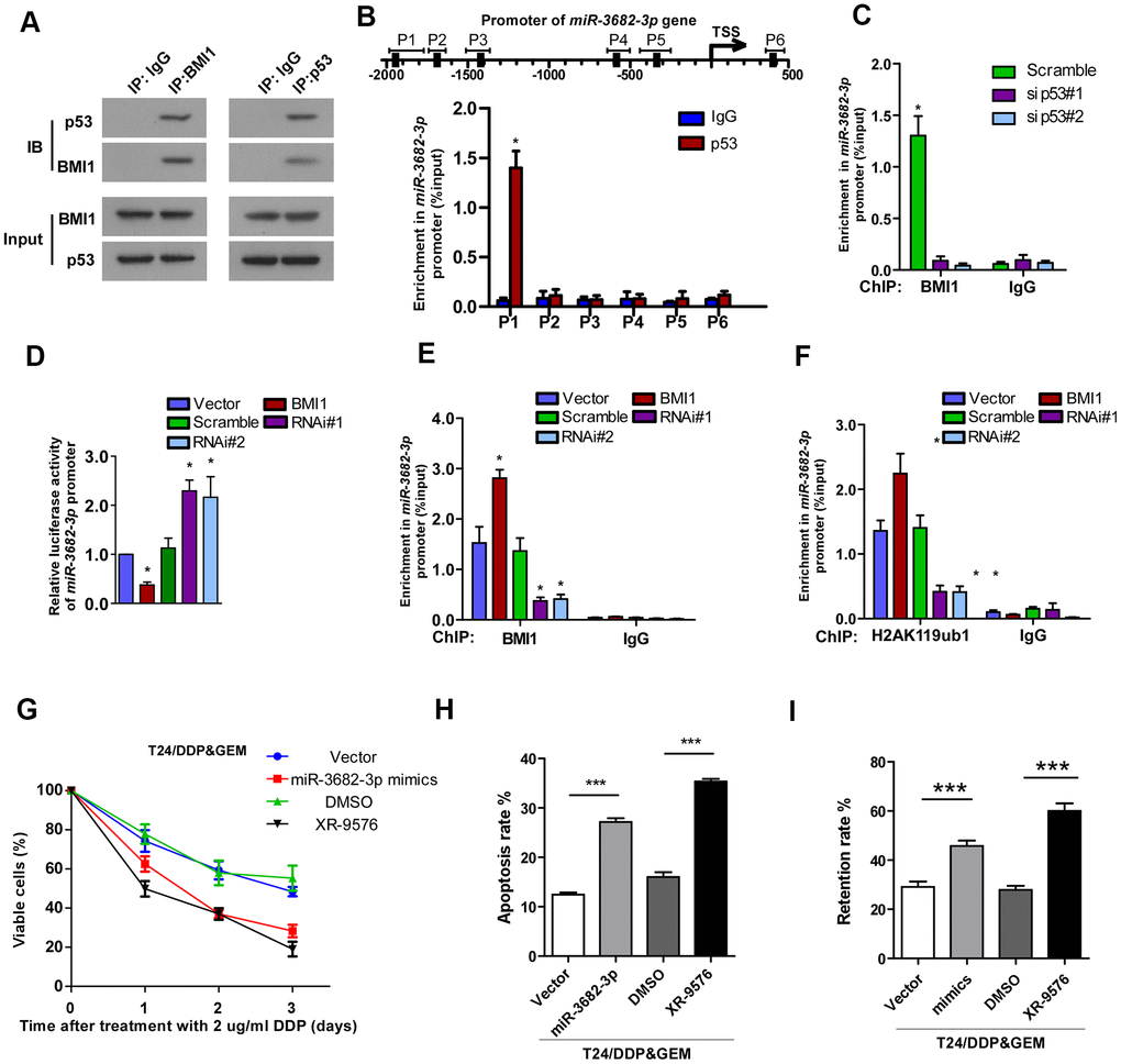 Interacted with p53, BMI1 epigenetically repressed transcription of miR-3682-3p. (A) Co-IP assay showing the interaction of BMI1 with p53 in T24 cells. (B) ChIP assay showing the nucleotide regions of miR-3682-3p promoter that are physically associated with p53. Upper panel: schematic illustration of predicted p53-bound sites and PCR-amplified fragments of the miR-3682-3p promoter; lower panel: ChIP assays were performed using p53 antibody to validate p53-bound miR-3682-3p promoter regions. IgG was used as a negative control. (C) ChIP-qPCR analysis showing enrichment of p53 at miR-3682-3p promoter in the indicated cells. (D) miR-3682-3p promoter luciferase reporter plasmids, Renilla pRL-TK plasmids, vector, or BMI1 were transfected into T24 cells. After 48 h, cells were subjected to a luciferase reporter assay. (E, F) ChIP-qPCR analysis of BMI1 (E) and H2AK119ub1 (F) at promoter of miR-3682-3p in T24 cells. (G) Cell proliferation changes of T24/DDP&GEM cells transfected with miR-3682-3p mimics, ABCB1 inhibitor XR-9576, or negative control were assessed by cell counting kit-8 assays after treatment with 2 μg/ml DDP. (H) Apoptosis of the indicated cells detected by the Annexin V/flow cytometric apoptosis assay after treatment with 2 μg/ml DDP. (I) The retention rate of Rhodamine 123 in the indicated cells detected by flow cytometry. *P P P 