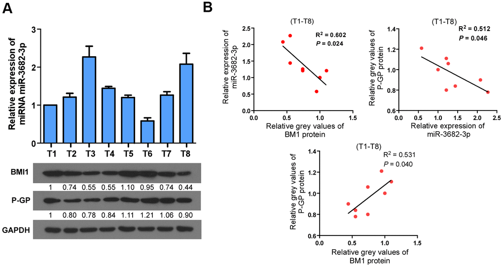 Clinical relevance among BMI1/miR-3682-3p/P-GP axis in human bladder cancer. (A) qRT-PCR or Western Blot detection of BMI1, P-GP and miR-3682-3p expression in 8 freshly collected human bladder cancer samples. (B) Correlation analyses among BMI1/miR-3682-3p/P-GP in these 8 bladder cancer tissues. P-GP: P-glycoprotein.