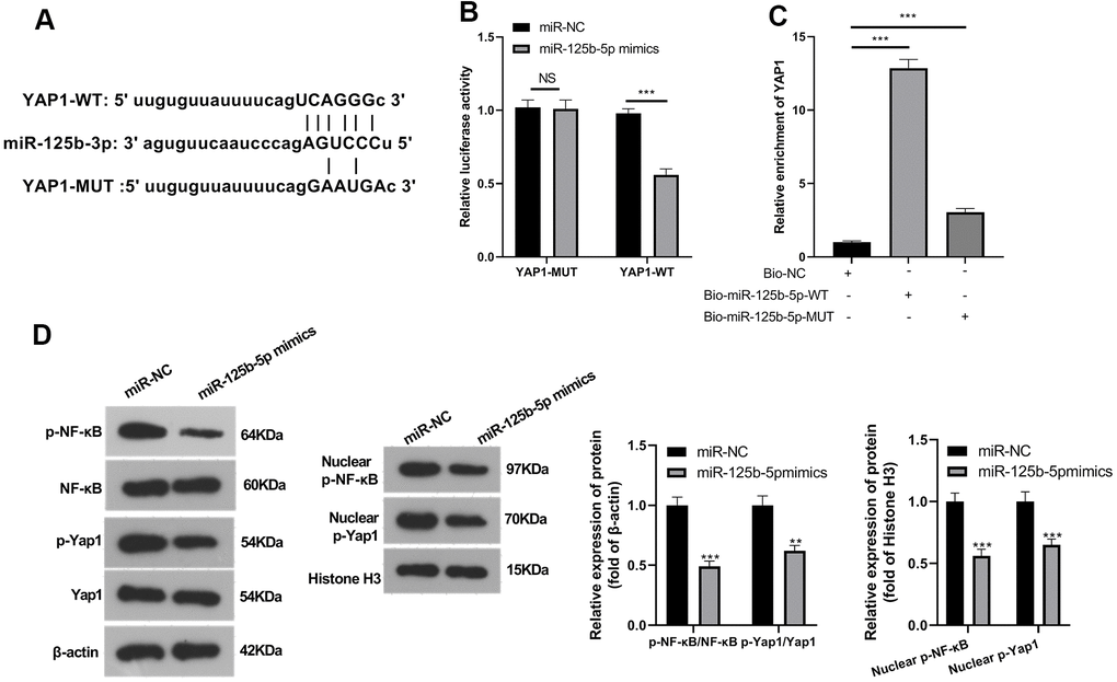 miR-125b-5p targeted YAP1. (A) The bioinformatics database Starbase was adopted to find out the potential target of miR-125b-5p. (B, C) Dual-luciferase reporter assay and RNA pull-down assay were employed to certain the targeted relationship between miR-125b-5p and YAP1. (D) WB was employed to define the YAP1/NF-κB level in ATDC5 cells transfected with miR-NC or miR-125b-5p mimics. NS P > 0.05, *** P P 