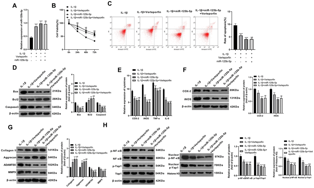 Overexpressing miR-125b-5p played anti-inflammatory and anti-apoptotic roles by inhibiting the YAP1/NF-κB signaling pathway, thus alleviating OA. miR-125b-5p mimics were transfected into IL-1β (10 ng/mL)-induced ATDC5 cells, with 2 μg/mL Verteporfin treatment. (A) The miR-125b-5p expression was tested by qRT-PCR. (B) Cell viability was monitored by MTT assay. (C) Flow cytometry was conducted to monitor cell apoptosis. (D) WB was applied to determine the expression of Bax, Bcl2, and Caspase3. (E) The expression of COX-2, iNOS, TNF-α, and IL-6 was verified by qRT-PCR. (F–H) WB was implemented to examine the profiles of COX-2, iNOS, ECM-related markers (Collagen II, Aggrecan, ADAMTS5, and MMP9), and YAP1/NF-κB in ATDC5 cells.. *PPPP>0.05 (vs. the IL-1β+miR-125b-5p group), N=3.