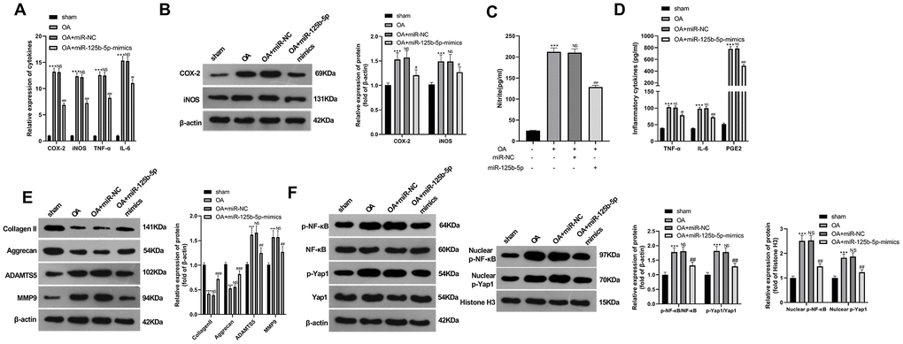 Overexpressing miR-125b-5p alleviated the inflammatory response in OA rats. The OA rat model was constructed by destabilization of the medial meniscus (DMM). The knee tissues of OA rats were transfected with miR-NC as the control and further transfected with miR-125b-5p mimics. (A) qRT-PCR was utilized to compare the expression of COX-2, iNOS, TNF-α, and IL-6 in the knee tissues. (B) WB was employed to check the expression of COX-2 and iNOS in the knee tissues. (C) The Griess reaction method was employed to determine the NO content in each group in the knee tissues. (D) The concentration of TNF-α, IL-6 and PGE2 was calculated by ELISA in the knee tissues. (E, F) The protein expression of Collagen II, Aggrecan, ADAMTS5, MMP9, and YAP1/NF-κB in the knee tissues was compared by WB. ***PP>0.05 (vs. OA group), ##PP