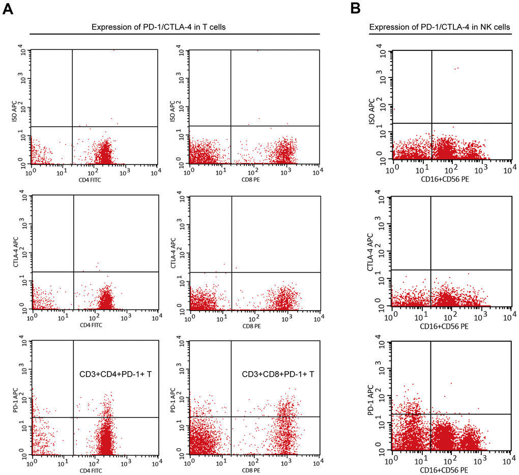 The expression of PD-1 or CTLA-4 in T cells and NK cells of PBMC. (A) PD-1 was expressed on peripheral T cells (including CD3+CD4+ T cells and CD3+CD8+ T cells), but CTLA-4 was not. (B) PD-1 and CTLA-4 were not expressed on peripheral NK cells.