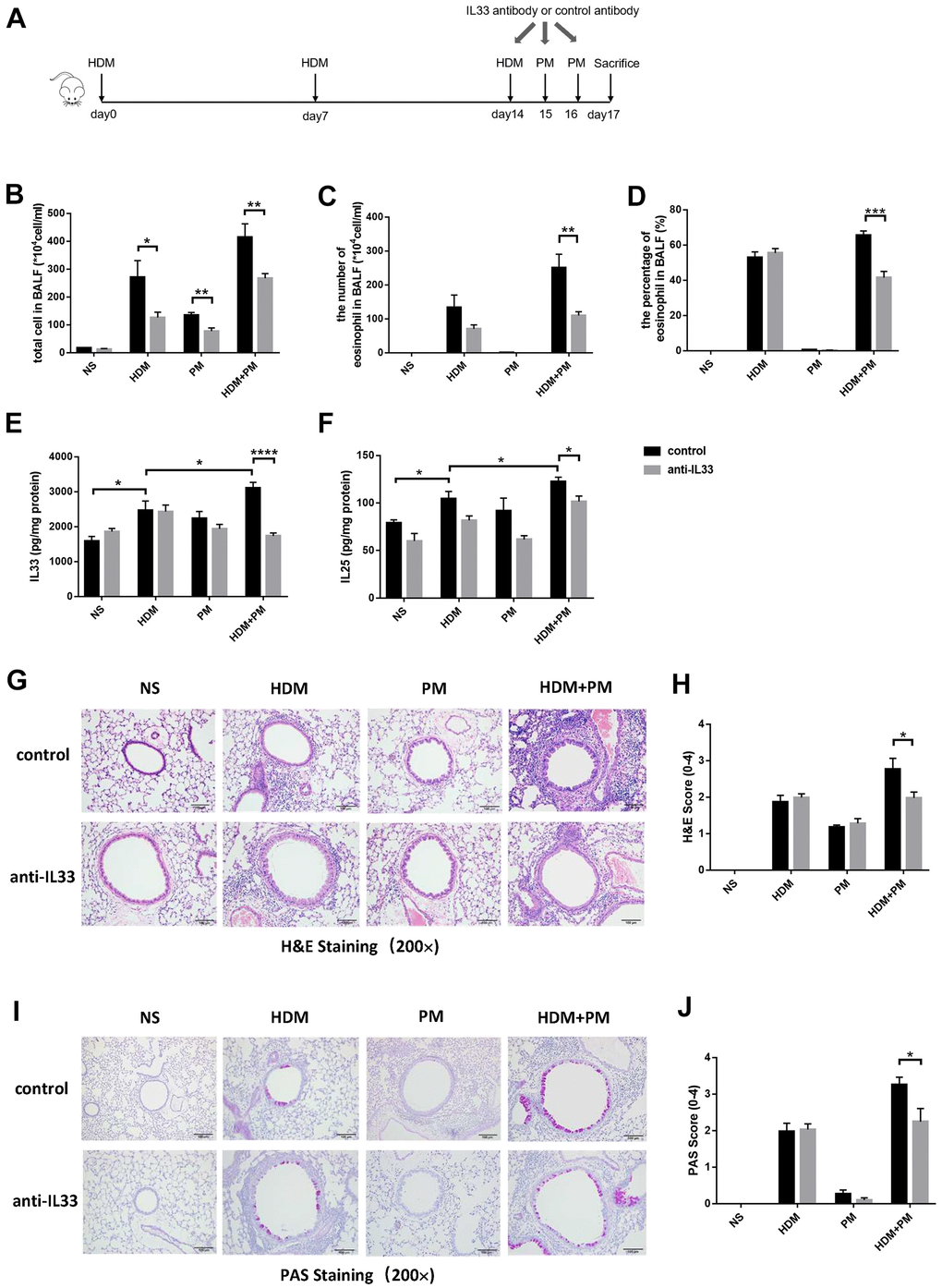 IL-33 antibody alleviated the aggravation of airway inflammation caused by PM exposure in the HDM-induced allergic mice. Male mice in the control and experimental groups were injected intraperitoneally with IL-33 antibody or control antibody, respectively (N = 8 for each group). Protocol for the IL-33 antibody or control antibody intervention (A). Total inflammatory cells, eosinophil proportion, and eosinophil number were analyzed (B–D). Protein levels of IL-33 (E) and IL-25 (F) in the lung tissues were measured using ELISA. Representative images of lung tissues stained with H&E (G) and PAS (I) were showed under the microscope (10 × 20 magnification). Inflammatory score (H) and mucus production (J) with semi-quantification (score: 0–4) were analyzed under the microscope (10 × 20 magnification). Data were presented as means ± SEM (*, P 