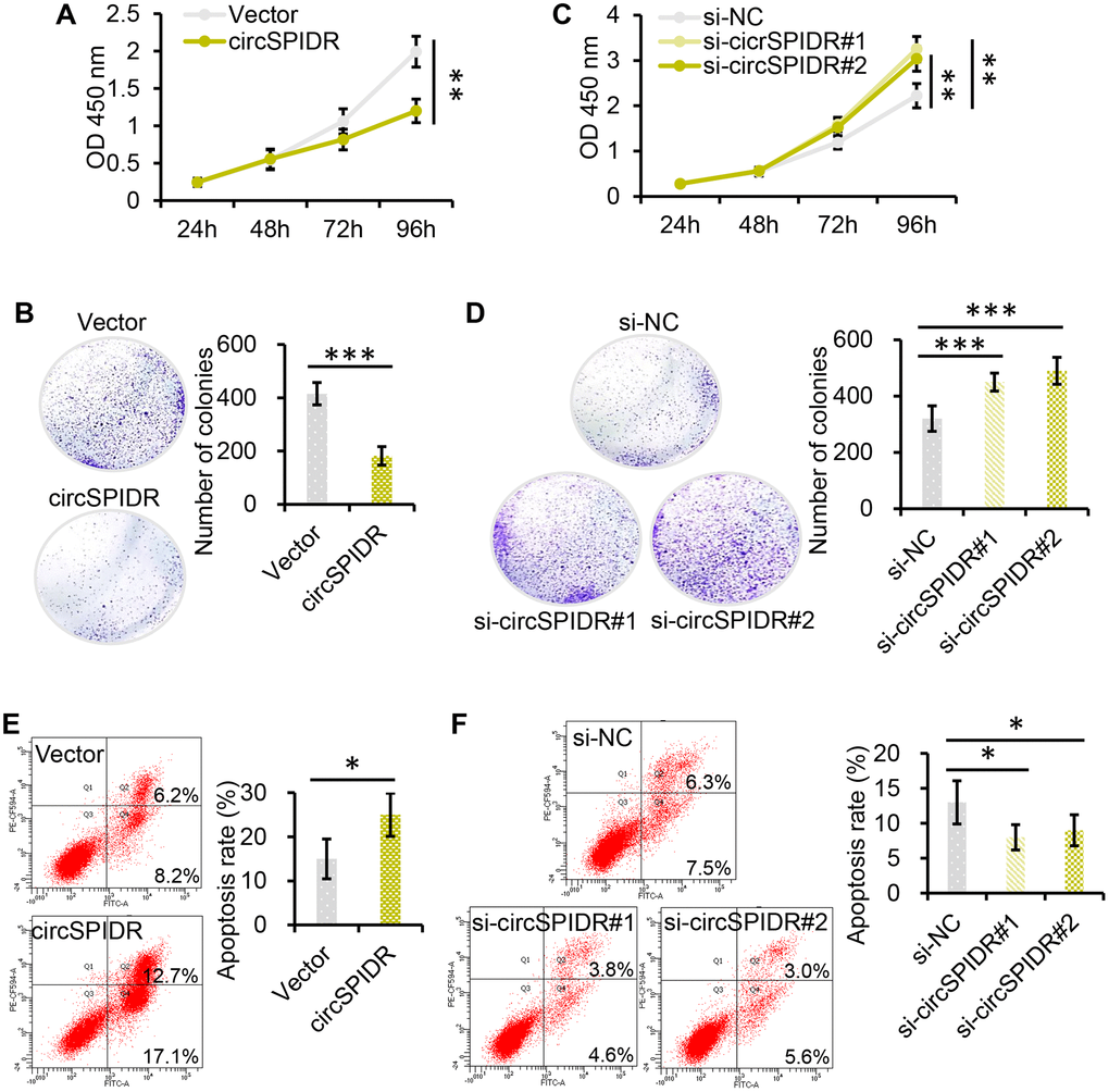 CircSPIDR inhibits cell growth and promotes apoptosis in CADC cells in vitro. (A, C) CCK-8 assays demonstrated that circSPIDR overexpression reduced HeLa cell viability (A), while circSPIDR inhibition with specific siRNAs (si-circSPIDR#1 or si-circSPIDR#2) increased HeLa cell viability (C). (B, D) Colony formation assays indicated that circSPIDR overexpression suppressed colony formation in HeLa cells (B), while circSPIDR inhibition promoted colony formation (D). (E, F) Representative images from flow cytometry analysis of apoptosis. Apoptotic cells were determined using Annexin V-FITC (X-axis) and PI (Y-axis) staining. CircSPIDR overexpression promoted HeLa cell apoptosis, while circSPIDR inhibition had the opposite effect. *P **P ***P 