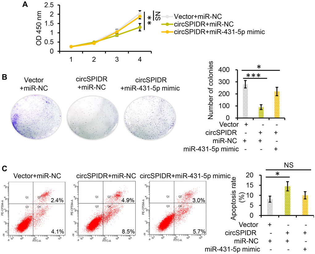 MiR-431-5p reverses the tumor-suppressive effects of circSPIDR in CADC cells. (A) CCK-8 assay evaluating the viability of HeLa cells co-transfected with circSPIDR and miR-431-5p mimics. (B) Colony formation assay in HeLa cells co-transfected with circSPIDR and miR-431-5p mimics. (C) Apoptosis analysis of HeLa cells co-transfected with circSPIDR and miR-431-5p mimics. NS, not significant; *P **P ***P 