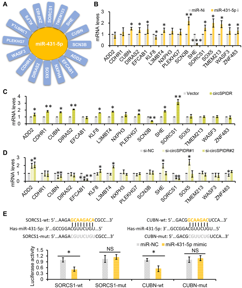 SORCS1 and CUBN are the target genes of miR-431-5p and circSPIDR. (A) miR-431-5p-target gene regulatory network. (B) qRT-PCR analysis of candidate target gene expression in CADC cells transfected with miR-431-5p inhibitors. (C, D) qRT-PCR analysis of candidate target gene expression in CADC cells transfected with the circSPIDR expression vector (C) or siRNAs against circSPIDR (D). (E) Luciferase activity of the 3′UTRs of SORCS1 and the CUBN in 293T cells co-transfected with miR-431-5p mimics. NS, not significant; *P **P 