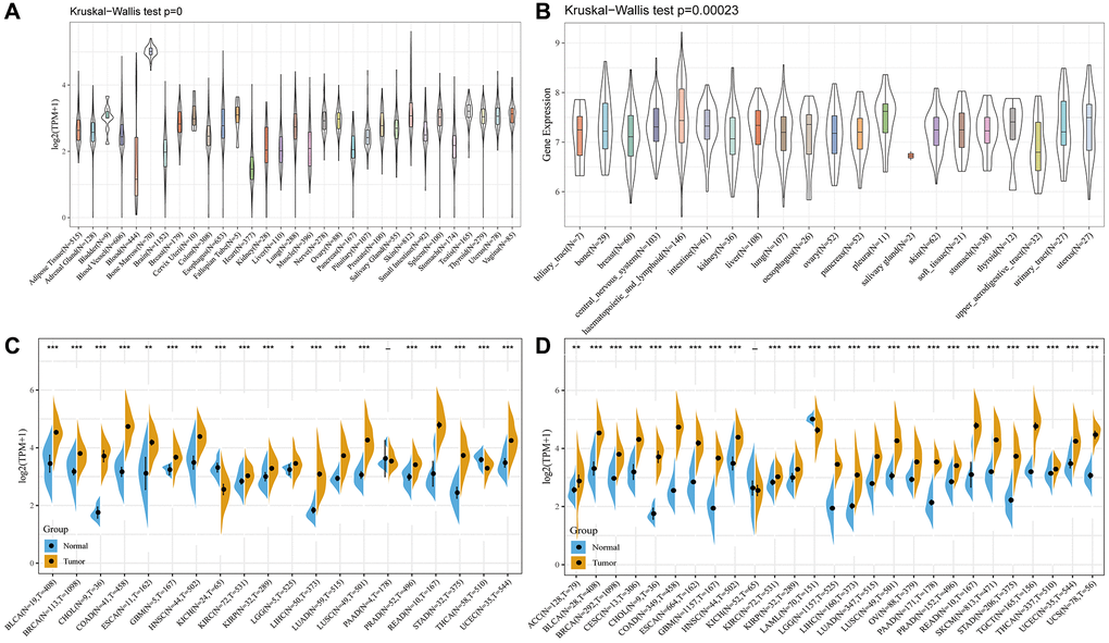 The WDR4 expression level in human pan-cancer analyses. (A) Expression of WDR4 in 31 tissues in GTEX. (B) Expression of WDR4 in 21 tissues in CCLE. (C) The level of WDR4 in TCGA. (D) The expression level in TCGA combined with GTEX. The blue and yellow bar graphs indicate normal and tumour tissues, respectively. *P **P ***P 