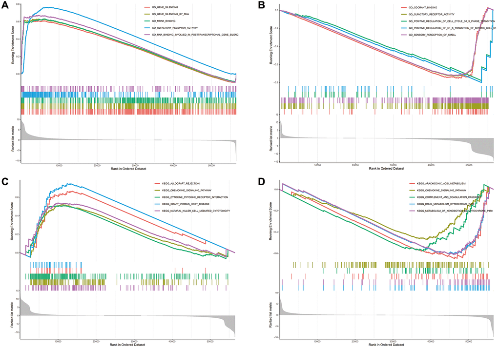 The enrichment results of GO and KEGG pathways in the high expression group and the low expression group. (A–D) The enrichment results of GO and KEGG pathways in the high expression group and the low expression group.