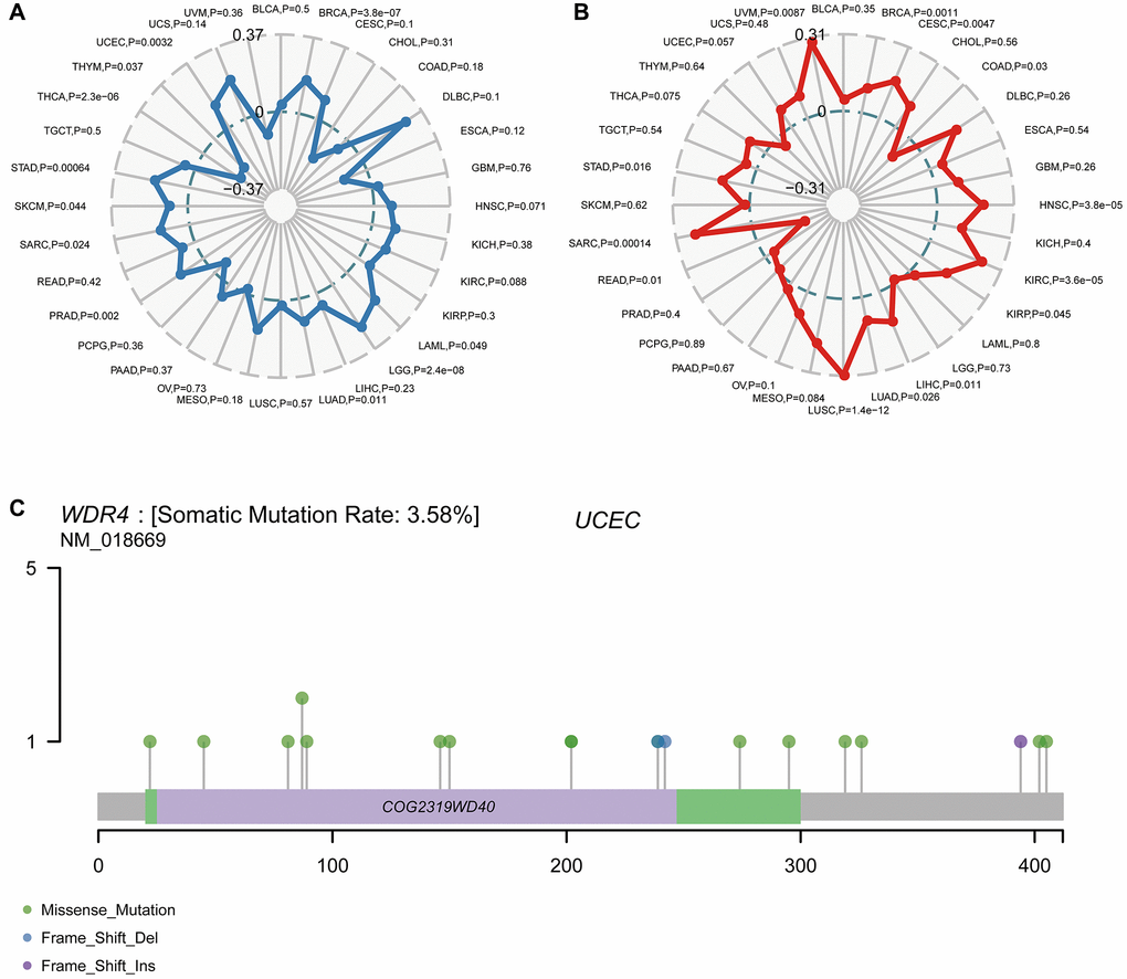 Correlation of WDR4 expression with TMB and MSI and mutation pattern of the WDR4 gene in tumour samples. (A) The radar chart displays the overlap between WDR4 and TMB. The number represents the Spearman correlation coefficient. (B) The radar chart displays the overlap between WDR4 and MSI. The number represents the Spearman correlation coefficient. (C) Mutation of WDR4 in UCSC.