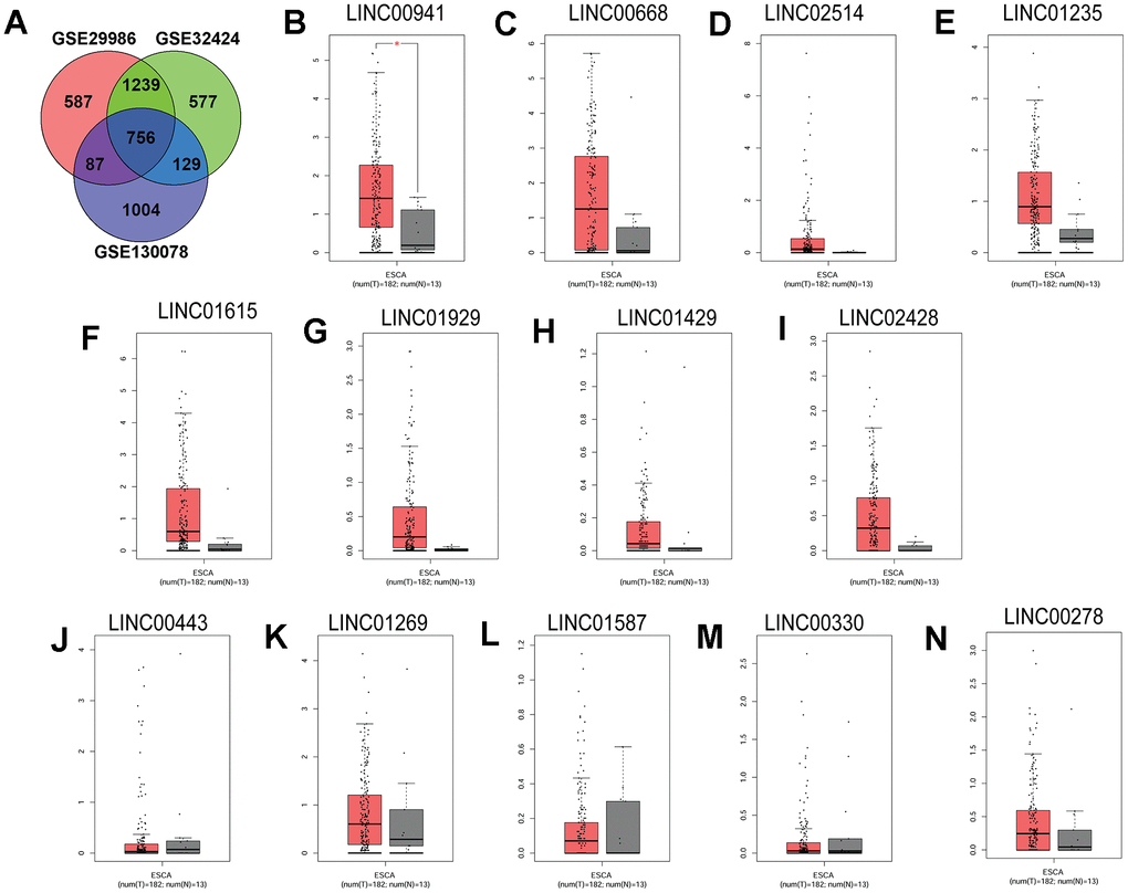 Linc00941 was up-regulated in the ESCC tissues. (A) Venn diagram of the common DEGs among three GEO datasets (GSE29986, GSE32424 and GSE130078). The expression of (B) LINC00941, (C) LINC00668, (D) LINC02514, (E) LINC01235, (F) LINC01615, (G) LINC01929, (H) LINC01429, (I) LINC02428, (J) LINC00443, (K) LINC01269, (L) LINC01587, (M) LINC00330 and (N) LINC00278 in ESCC tissues (n = 182) and normal oesophageal tissues (n = 13). The expression of lincRNAs was extracted from TGCA database. *P