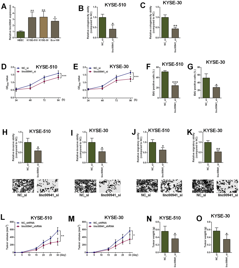 Knockdown of linc00941 suppressed ESCC cell proliferation, invasion and migration. (A) Linc00941 was up-regulated in ESCC cell lines as determined by qRT-PCR. (B, C) Linc00941 siRNA transfection attenuated the clonogenicity ability of KYSE-510 and KYSE-30 cells. (D, E) Knockdown of linc00941 suppressed the proliferative ability of KYSE-510 and KYSE-30 cells as determined by CCK-8 assay. (F, G) Knockdown of linc00941 attenuated the KYSE-510 and KYSE-30 cell proliferation as determined by EdU assay. (H, I) Linc00941 siRNA transfection reduced the number of invaded KYSE-510 and KYSE-30 cells as determined by Transwell invasion assay. (J, K) Linc00941 siRNA transfection retarded wound closure of KYSE-510 and KYSE-30 cells as determined by Wound healing assay. (L, M) Linc00941 knockdown suppressed the tumor growth of the KYSE-510 and KYSE-30 cells. (N, O) The tumor weight dissected from the nude mice in different groups was determined. N = 3-6. *P