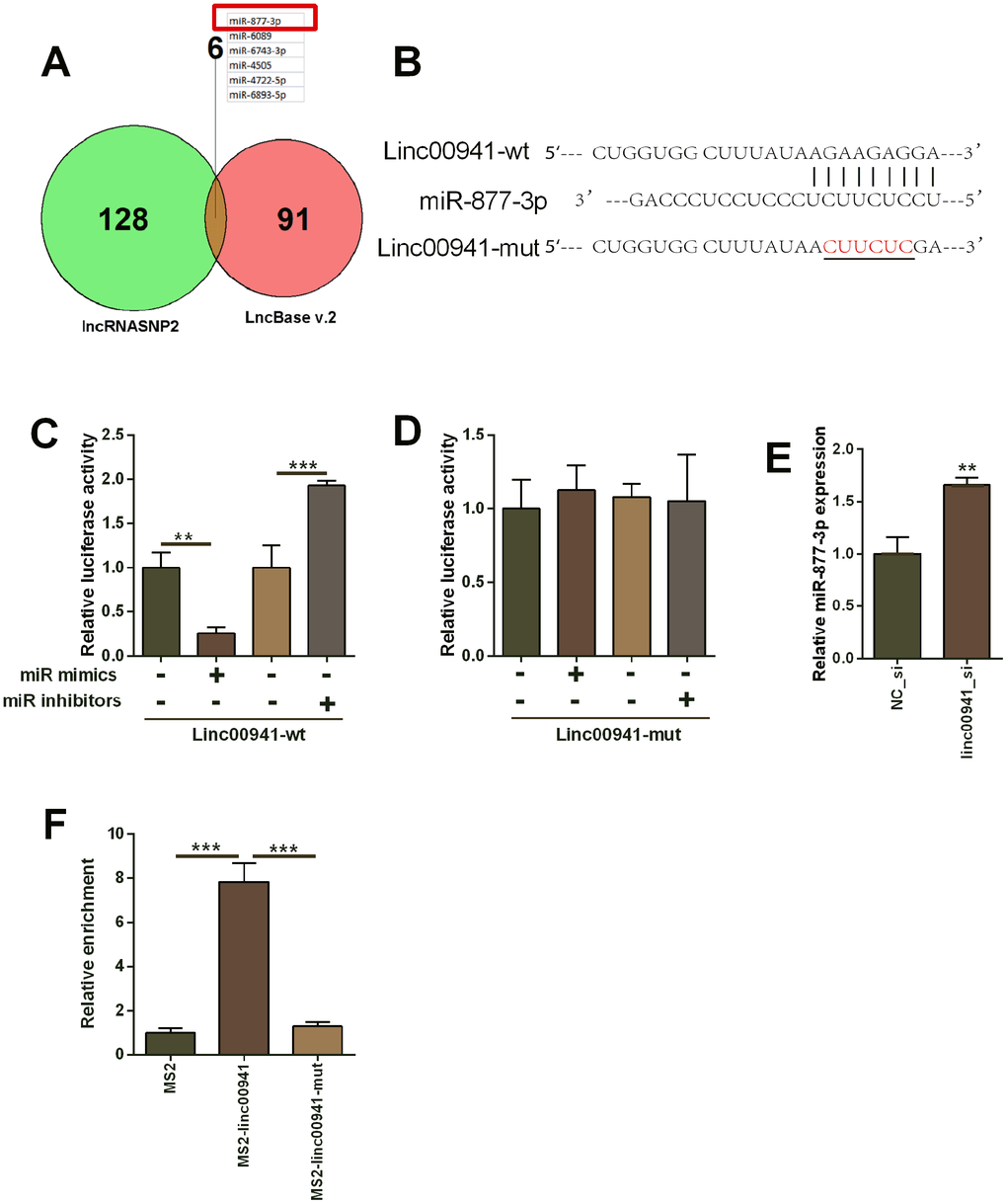 Linc00941 targeted miR-877-3p and repressed the expression of miR-877-3p. (A) The common miRNAs that could be targeted by linc00941 as predicted by the lncRNASNP2 and LncBase V.2 online predicting tools. (B) The predicted binding sites between linc00941 and miR-877-3p. The red letters showed the mutant sites in linc00941 segment used for constructing the mutant luciferase reporter vector. (C, D) Luciferase activity of linc00941-wt reporter vectors and linc00941-mut reporter vectors in KYSE-510 cells after transfecting with different miRNAs. (E) Knockdown of linc00941 up-regulated miR-877-3p expression in KYSE-510 cells as determined by qRT-PCR. (F) MS2-RIP assay followed by qRT-PCR to determine miR-877-3p that endogenously associated with linc00941 in KYSE-510 cells. N = 3. **P