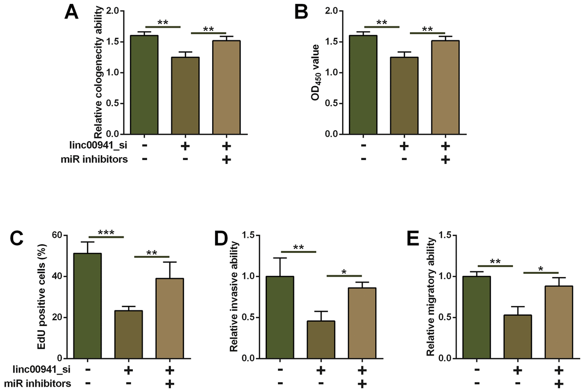 Inhibition of miR-877-3p attenuated the suppressive effects of linc00941 knockdown on ESCC cell progression. (A) Colony formation assay, (B) CCK-8 assay and (C) EdU assay determined the KYSE-510 cell proliferation. KYSE-510 cells were co-transfected with NC