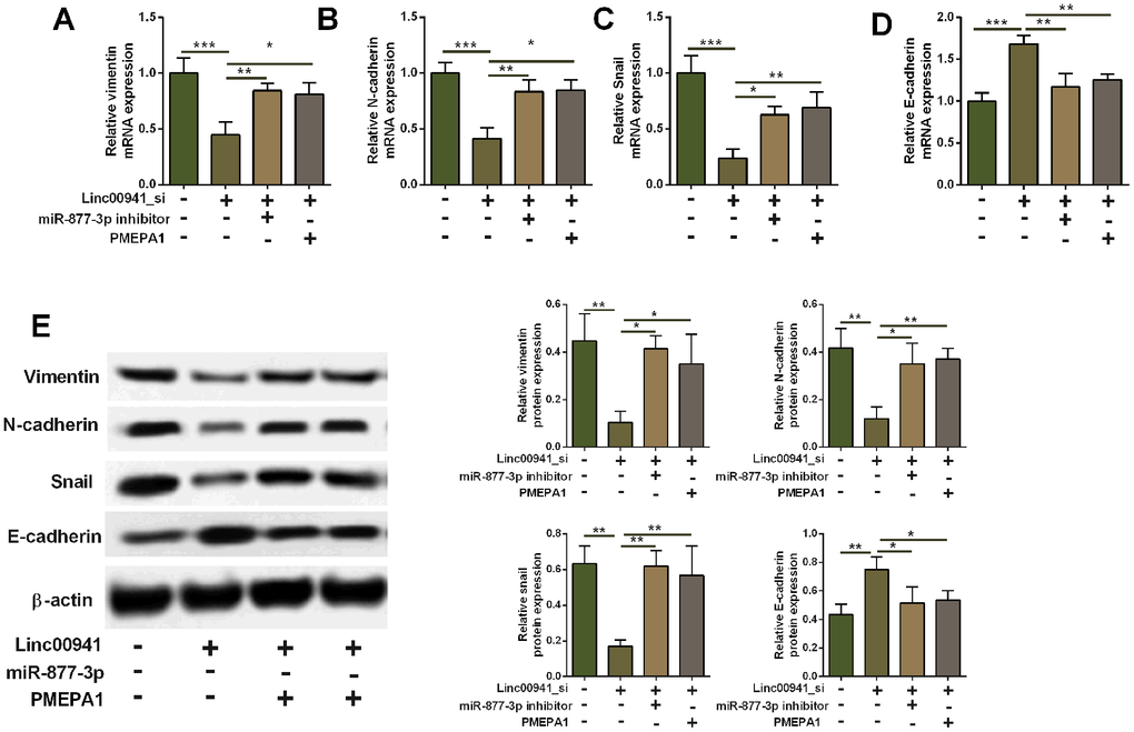 Knockdown of linc00941 suppressed EMT via miR-877-3p/PMEPA1 axis in KYSE-510 cells. (A–D) qRT-PCR determined the mRNA expression of vimentin, N-cadherin, Snail and E-cadherin in KYSE-510 cells transfected with linc00941 siRNA, miR-877-3p inhibitors, pcDNA-PMEPA1 or the respective controls. (E) Western blot assay determined the protein expression of vimentin, N-cadherin, Snail and E-cadherin in KYSE-510 cells transfected with linc00941 siRNA, miR-877-3p inhibitors, pcDNA-PMEPA1 or the respective controls. N = 3. *P