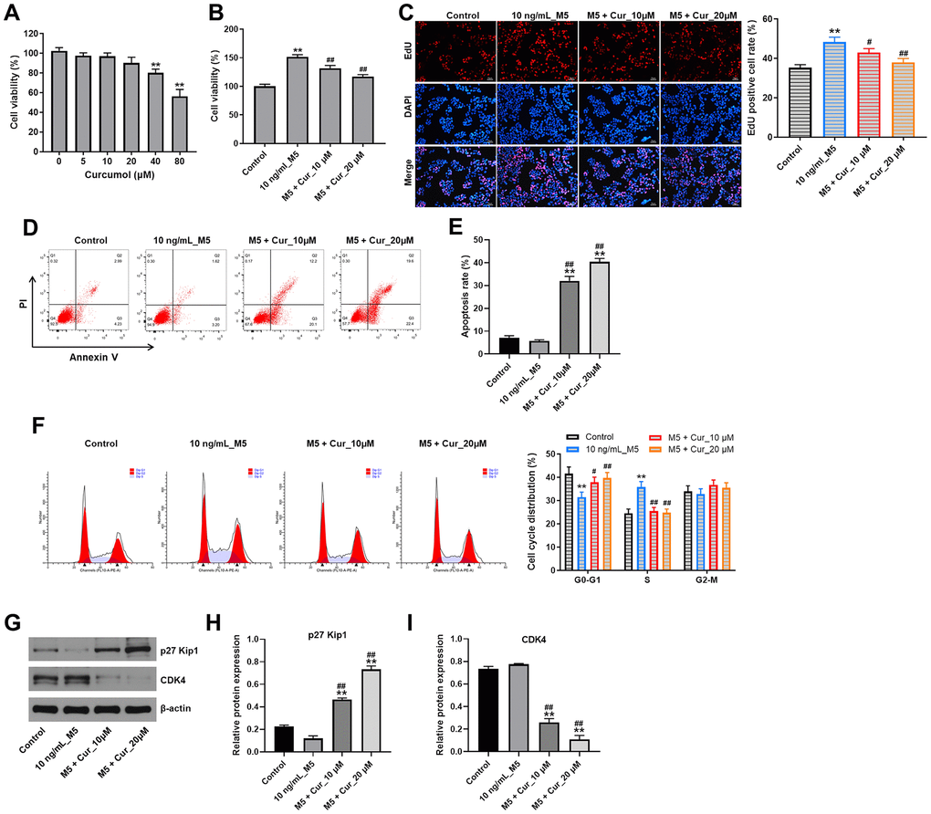 Curcumol inhibits proliferation and cell cycle progression and promote apoptosis in stimulated human keratinocytes. (A) CCK-8 cell viability assay in NHEK cells treated with curcumol (0, 5, 10, 20, 40 or 80 μM) for 24 h. (B) CCK-8 cell viability assay in NHEK cells pre-incubated with curcumol (10 or 20 μM) for 24 h, and stimulated with 10 ng/mL of M5 mix for 24 h. (C) Relative fluorescence levels were quantified by EdU and DAPI staining. (D, E) Flow cytometer assay was used to analyze cell apoptosis. (F) Cell cycle distribution was measured by flow cytometry. (G–I) Western blot was performed to measure the expressions of p27 Kip1 and CDK4 in NHEK cells. **P#P##P<0.01 compared with 10 ng/mL