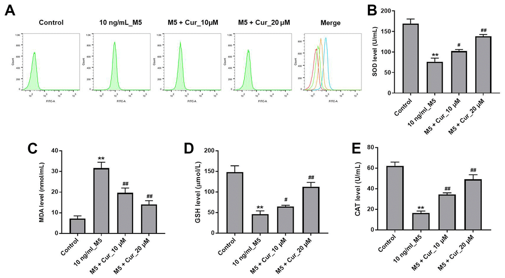 Curcumol attenuates M5-induced oxidative stress damage in NHEK cells. NHEK cells were treated with curcumol (10 or 20 μM) for 24 h, and then stimulated with M5 (10 ng/mL) for 24 h. (A) ROS production in NHEK cells was detected by flow cytometry. (B–E) ELISA was used to detect the levels of SOD (B), MDA (C), GSH (D), and CAT (E) in the supernatants of NHEK cells. **P#P##P<0.01 compared with 10 ng/mL