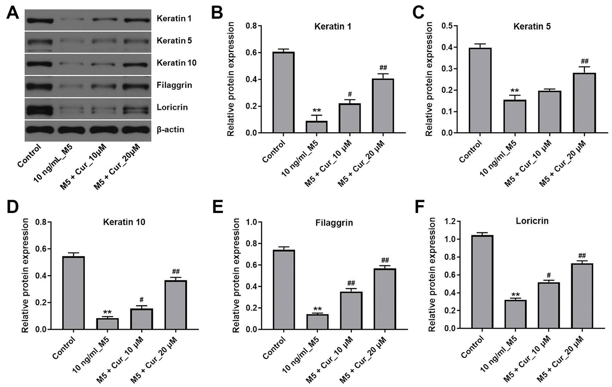 Curcumol promotes differentiation in M5-stimulated NHEK cells. NHEK cells were treated with curcumol (10 or 20 μM) for 24 h, and then stimulated with M5 (10 ng/mL) for 24 h. (A) Expression of keratin 1, keratin 5, keratin 10, filaggrin and loricrin in NHEK cells was analyzed by western blotting. (B–F) The relative expression of keratin 1 (B), keratin 5 (C), keratin 10 (D), filaggrin (E), and loricrin (F) quantified via normalization to β-actin. **P#P##P<0.01 compared with 10 ng/mL
