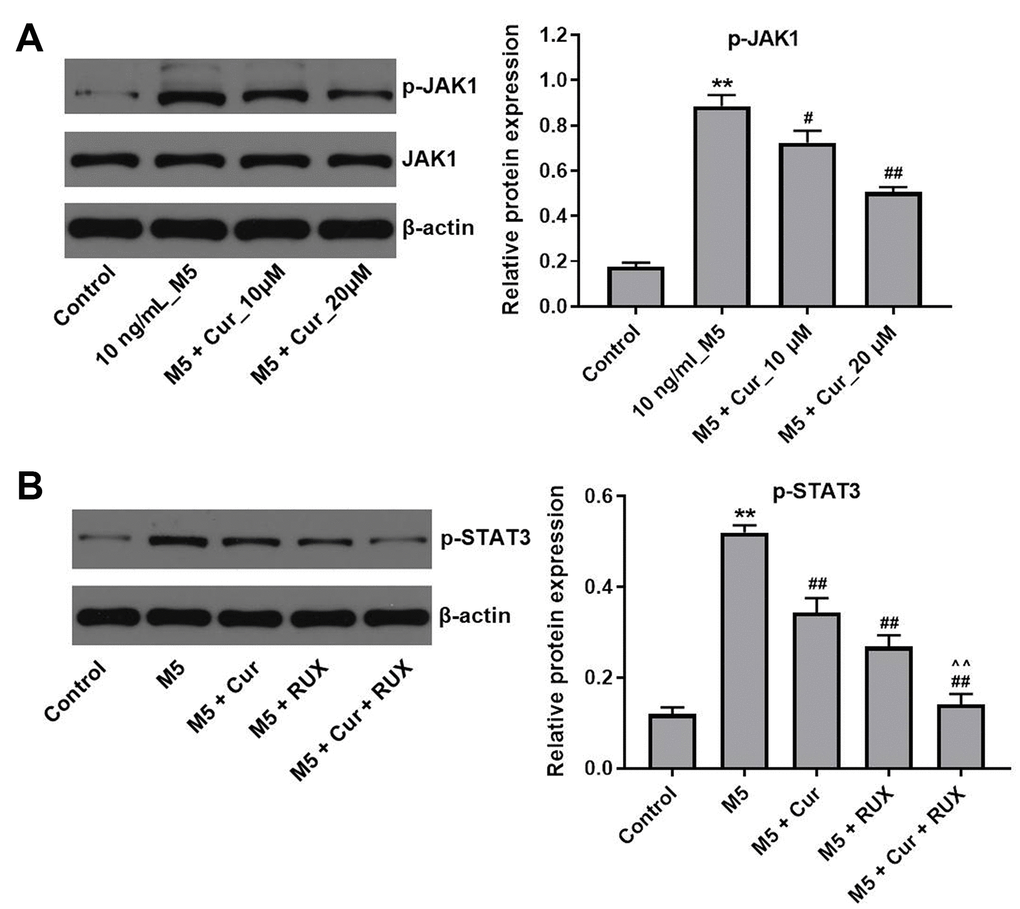 Curcumol inhibits proliferation of M5-treated NHEK cells via downregulation of JAK1/STAT3 signaling. (A) NHEK cells were treated with curcumol (10 or 20 μM; 24 h), and stimulated with M5 (10 ng/mL; 24 h). Levels of p-JAK1 were analyzed by western blotting, and normalized to JAK1. (B) NHEK cells were treated with 20 μM curcumol or/and 3μM ruxolitinib (RUX) for 24 h, and then stimulated with M5 (10 ng/mL) for 24 h. Levels of p-STAT3 were analyzed by western blotting, and normalized to STAT3. **P#P##P