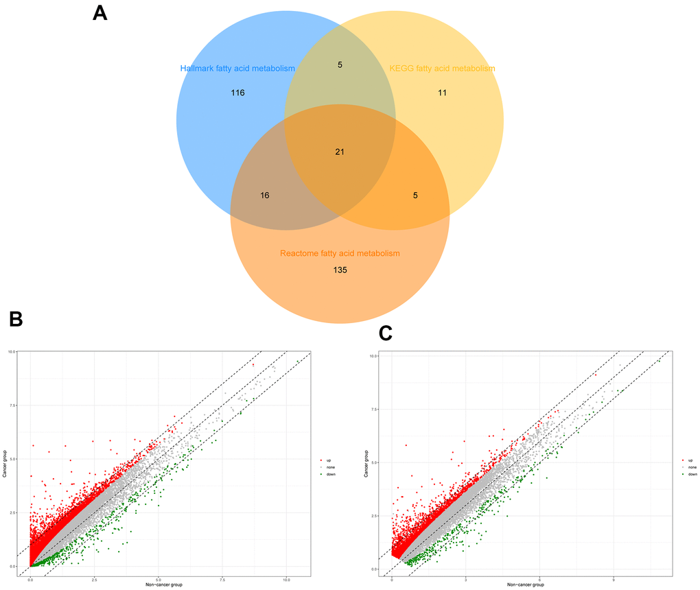 Identification of differential expressed fatty acid metabolic genes in HCC. (A) Venn diagram of three fatty acid metabolic gene sets. (B) Differential expressed genes of HCC patients in TCGA. (C) Differential expressed genes of HCC patients in ICGC.