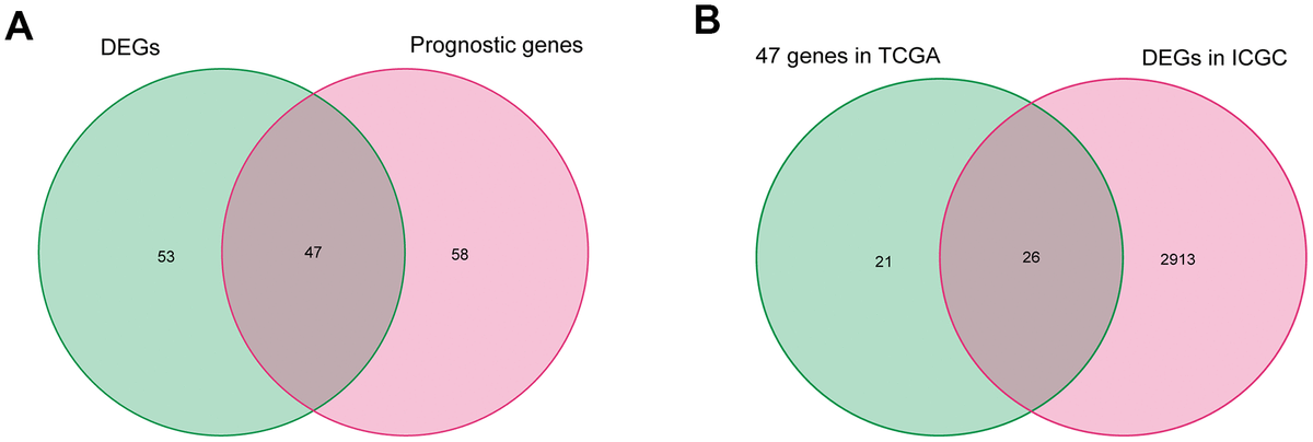 Identification of differentially expressed fatty acid metabolic genes correlated with OS in HCC. (A) Differentially expressed fatty acid metabolic genes correlated with OS in TCGA. (B) Further validation in ICGC.