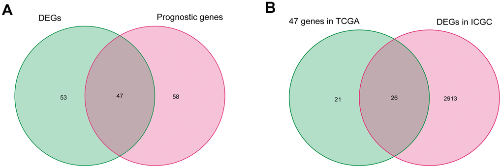 Identification of differentially expressed fatty acid metabolic genes correlated with OS in HCC. (A) Differentially expressed fatty acid metabolic genes correlated with OS in TCGA. (B) Further validation in ICGC.