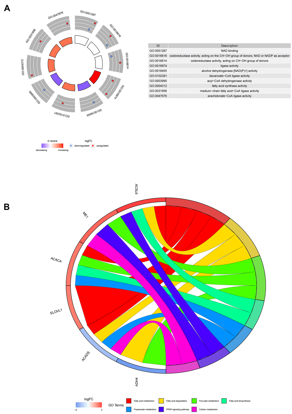 Representative results of GO and KEGG analyses. (A) The molecular functions of the 6 screened genes. (B) The potential biological pathways of the screened genes.