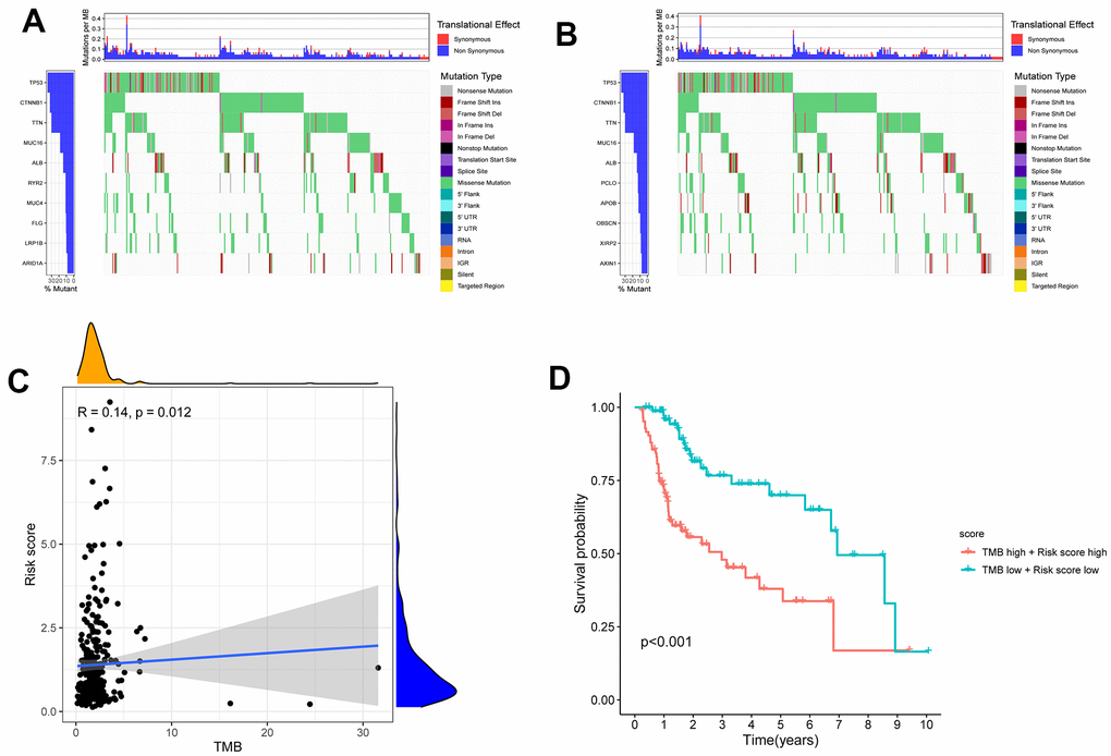 The differences of TMB in high and low risk HCC patients. (A) The TMB in high risk HCC patients. (B) The TMB in low risk HCC patients. (C) The TMB was positively correlated with the risk score in patients with HCC. (D) The OS of the HCC patients of high risk and high TMB were lower than those in HCC patients with low risk and low TMB.