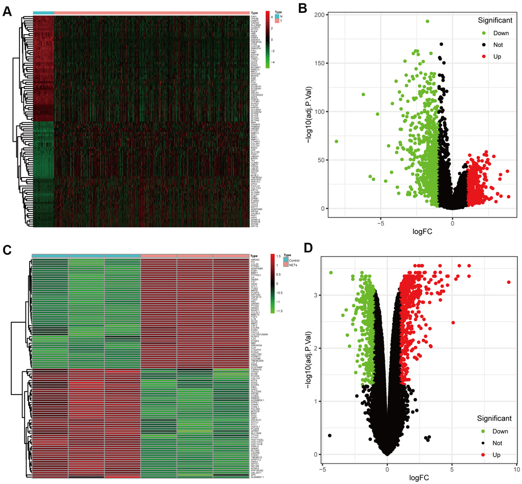 Identification of the candidate prognostic NSCLC-related differentially expressed genes (DEGs) and NETs-related DEGs. (A, B) Heatmap and volcano plot of DEGs between NSCLC patients and healthy people that from TCGA datasets in the training cohort. (C, D) Heatmap and volcano plot showing DEGs in the transcriptome RNA microarray of A549 cells treated with or without NETs for12 h.