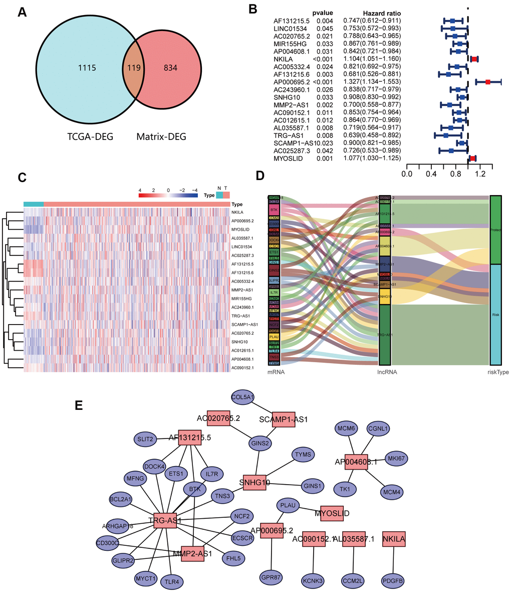 Identification and analyses of lncRNAs correlated with NETs. (A) Venn diagram identifying 119 overlapping NETs-related genes between TCGA and transcriptome RNA microarrays. (B) Forest plots demonstrating the results of the univariate Cox regression analysis between NETs-related lncRNA expression and overall survival (OS). (C) Heatmap revealing the NETs-related lncRNAs that were associated with OS by univariate Cox regression analysis in NSCLC patients and healthy people. (D) The coexpression network between 12 NETs-related lncRNAs and prognostic DEGs. Red indicates NETs-related lncRNA, and the purple indicates prognostic DEGs. (E) Sankey diagram showing the relationships among 12 NETs-related lncRNAs, prognostic DEGs and risk types.
