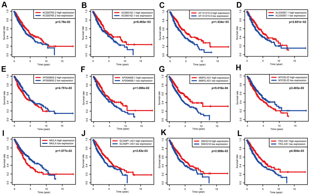 Survival data analyses of 12 NETs-related lncRNAs in the training cohort. (A–L) Kaplan-Meier survival analysis of 12 nominated lncRNAs. Three NETs-related lncRNAs (AP000695.2, MYOSLID, NKILA) were as independent adverse factors for NSCLC. The other lncRNAs, that represented independent favorable factors, were as follows: AC020765.2, AC090152.1, AF131215.5, AL035587.1, AP004608.1, MMP2.AS1, SCAMP1.AS1, SNHG10, and TRG.AS.