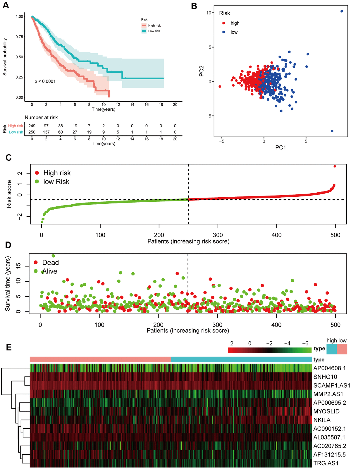 Prognostic analyses of the 12 NETs-related lncRNA signature model in the training cohort. (A) Kaplan–Meier survival analysis based on 12 NETs-related lncRNAs in the high-risk group and low-risk groups. (B) Principal component analysis (PCA) plot of the training cohort. (C) The distribution and median values of the risk scores in different groups. (D) The distributions of survival time in the training cohort. (E) Heatmap of the expression levels of the 12 lncRNAs related to OS.
