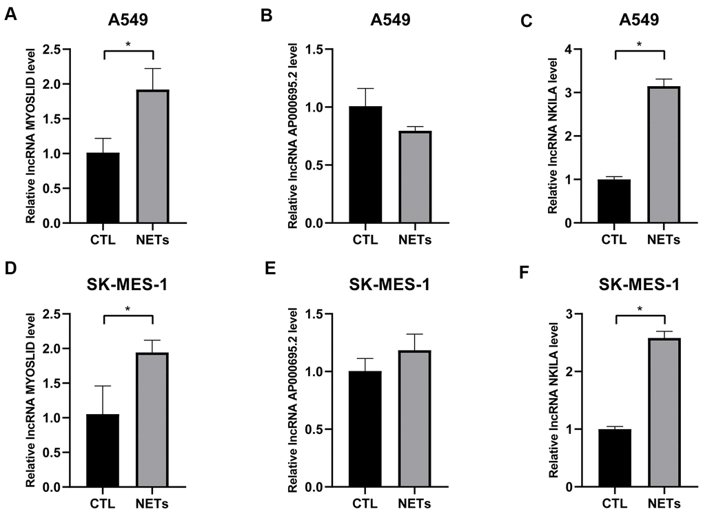 Validation of the expression levels of 3 adverse prognostic lncRNAs treated with NETs by RT-qPCR. (A–F) Expression levels of lncRNA AP000695.2, MYOSLID, and NKILA in NSCLC cells (A549, and SK-MES-1) treated with or without NETs for 12h, and presented as bar charts. *P 