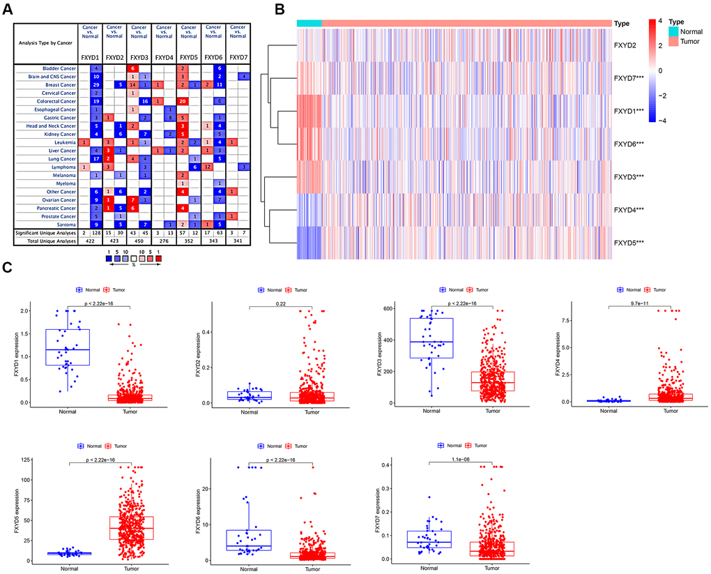 (A) The expression heatmap of FXYD family genes in different types of cancers. Red and blue indicate the numbers of datasets with statistically significant (PB) Differential expression of FXYD family genes between the CC samples and normal tissues represented by a heatmap. The tree diagram at the left showed the cluster analysis between FXYD family members. ***, PC) Differential expression of FXYD family genes between the CC samples and normal tissues represented by box plots.