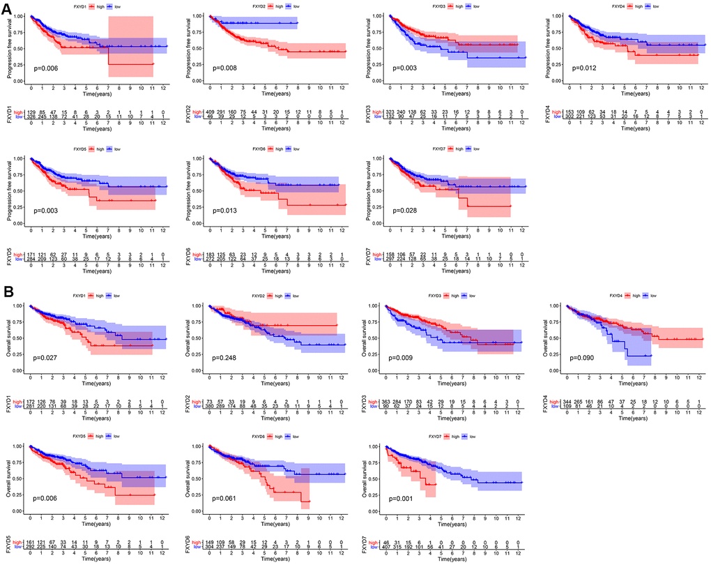 Prognostic value of FXYD family members in CC. (A) Recurrence outcomes and (B) Survival outcomes.