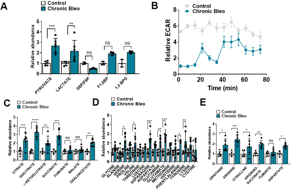 7-day bleomycin protocol alters cellular metabolism in alveolar epithelial cells. (A) Levels of glycolytic metabolites in control and bleomycin injured cells. (B) Extracellular acidification rate in control and bleomycin injured cells. (C–E) Tricarboxylic acid (TCA) cycle intermediates, amino acid levels and urea cycle intermediates in control and bleomycin injured cells. Statistical comparisons were performed using two-way analysis of variance (ANOVA) followed by Sidak post hoc analysis in order to adjust for multiple comparisons. * p