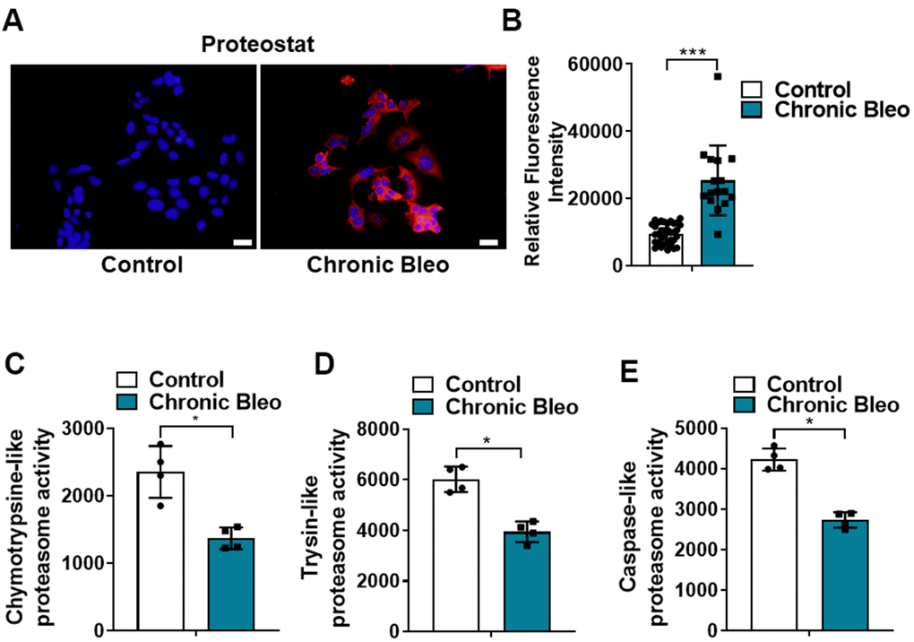 7-day bleomycin protocol leads to loss of proteostasis in alveolar epithelial cells. (A, B) Proteostat staining (aggresome) in controls and chronically injured MLE12 cells. Quantification is shown on the right. (C–E) Chymotrypsin-like, trypsin-like and caspase-like activities in control and bleomycin injured MLE12 cells. Statistical significance was assessed by Student t-test **P 