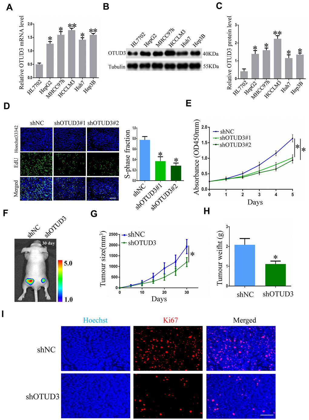 OTUD3 knockdown suppresses HCC cell growth in vitro and in vivo. (A) qRT-PCR analysis of OTUD3 mRNA level in normal liver cell HL7702 and HCC cell lines. (B, C) Western blot showing the protein expression of OTUD3 in normal liver cell HL7702 and HCC cell lines. (D) EdU assay evaluating the proliferation ability for HCCLM3 cells transfected with control shRNA or shRNA targeting OTUD3. Right panel is quantification of the results of the EdU assay. (E) CCK8 examining the effect of OTUD3 knockdown on the proliferation of HCCLM3 cell. (F) Luciferase intensity of the nude mice (n=6 per group) injected with luciferase-expressing HCCLM3 cells stably transfected with shNC or shRNA targeting OTUD3 were detected by IVIS, Representative images obtained are shown. (G, H) Tumour sizes and tumour weights of HCCLM3-shNC or HCCLM3-shOTUD3 group of nude mice were measured and corresponding tumour growth curves were obtained. (I) Immunofluorescence staining of Ki67 in subcutaneously tumour of nude mice injected with HCCLM3 cells stably transfected shOTUD3 or shNC (Scale bar: 100μm; Magnification: 200X). *PP