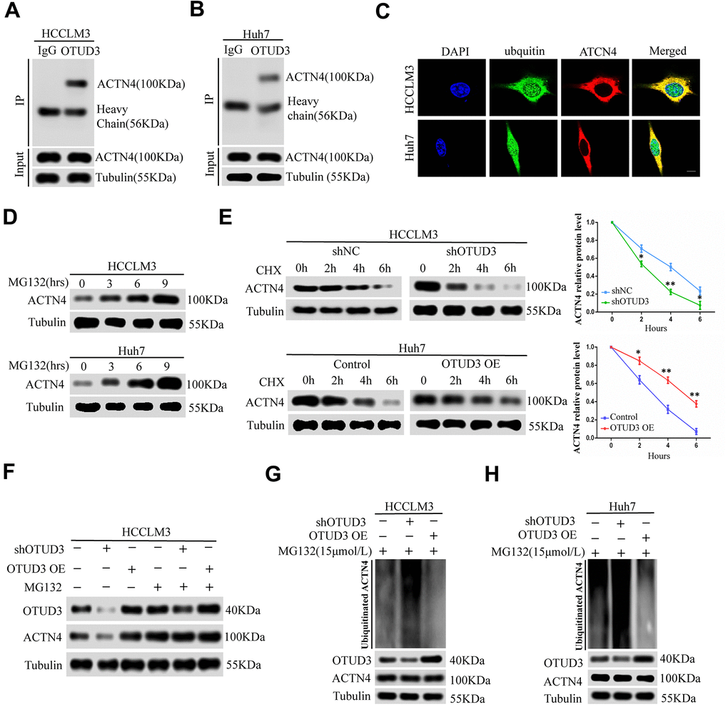OTUD3 enhances the stability of ACTN4 through deubiquitylation. (A, B) co-IP experiments between endogenous OTUD3 and ACTN4 in HCCLM3 and Huh7 cells. ACTN4 was detected in the immunoprecipitation when the anti-OTUD3 antibody was used as bait. (C) Colocalization of OTUD3 and ACTN4 in HCCLM3 and Huh7 cells (Scale bar: 14μm). (D) HCCLM3 and Huh7 cells were treated with 15μM proteasomal inhibitor MG132 for the indicated time, and the levels of ACTN4 were then detected. (E) HCCLM3 cell transfected with OTUD3 shRNA or shNC together with stably OTUD3 overexpressing Huh7 cells and negative control were treated with 20μM cycloheximide (CHX). Cells were collected at different time points and were detected ACTN4 protein expression. (F) HCCLM3 cells with OTUD3 knockdown or OTUD3 overexpression were treated with MG132 (15μM). Cells were collected at 6 h and immunoblotted with the antibodies indicated. (G, H) the knockdown or upregulation of OTUD3 altered the ubiquitination of ACTN4 in both HCCLM3 and Huh7 cells. The cells in each group were treated with MG132 (15μM). The levels of ubiquitin-attached ACTN4 were detected by western blot analysis with ubiquitin (Ub) antibody.