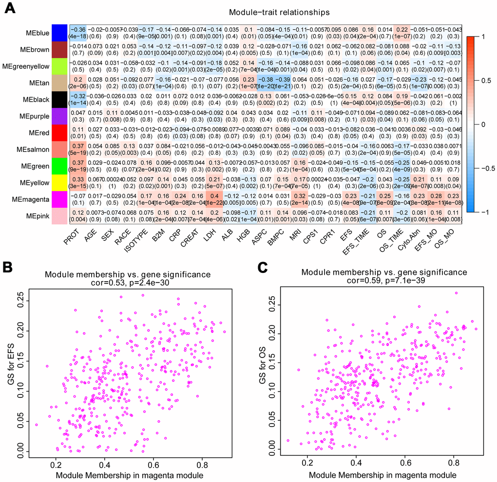 Identify modules related to the clinical features of MM. (A) Heat map of the correlation between module eigengenes and clinical traits of MM. Red means high adjacency and blue means low adjacency. The correlation coefficient and p-value were listed in the heat map. (B, C) Scatter plot of module eigengenes related to EFS and OS in the magenta module.