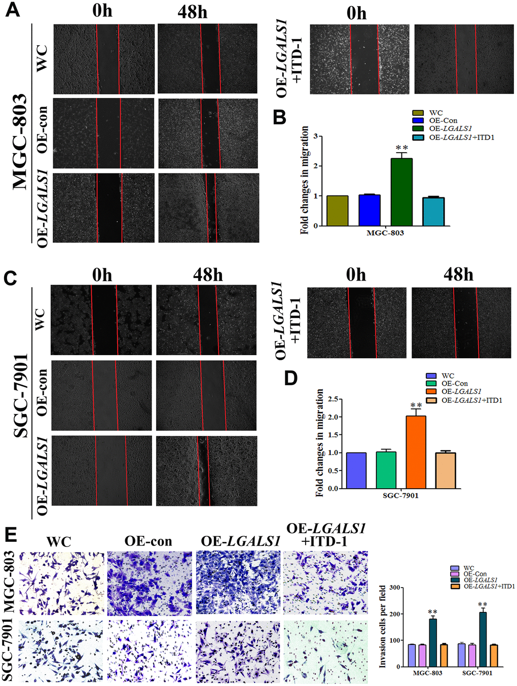 GAL-1/ LGALS1 promotes the migration and invasion of GC cells in vitro through TGF-β/Smad signaling pathways. (A–D) OE-LGALS1 significantly enhanced the migration capacity of MGC-803 and SGC-7901 cells compared with WC and OE-con. The migration capacity was abolished when the medium contained 10 μM ITD1 (P E) Transwell assay showing that MGC-803 and SGC-7901 cells increased their invasive ability after transfection with LV-LGALS1-OE, and 10μM ITD1 abolished this increase in invasive ability (n = 3). Magnification: ×200.