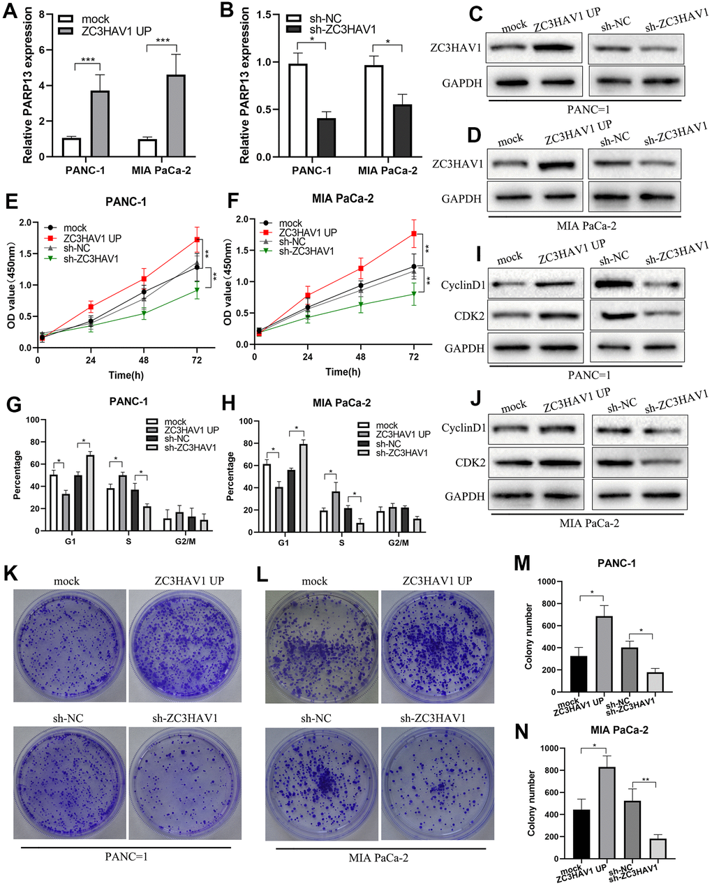 ZC3HAV1 improves pancreatic cancer cell proliferation and G1/S phase transition. (A–D) The transfection efficiency of ZC3HAV1 was measured by qRT-PCR and western blot in pancreatic cancer cells. (E, F) The effect of ZC3HAV1 on the proliferation of pancreatic cancer cells was found by CCK-8 assay. (G, H) Flow cytometry dissection of the cell cycle in pancreatic cancer cells after transfection was done. (K–N) Carried out cell colony formation assay in PANC-1 and MIA PaCa-2 cells after transfection. (I, J) Western blotting shows cell cycle protein Cyclin D1 and CDK2 expression in PANC-1 and MIA PaCa-2 cells after transfection. Data appeared to be average ± SD, *PP