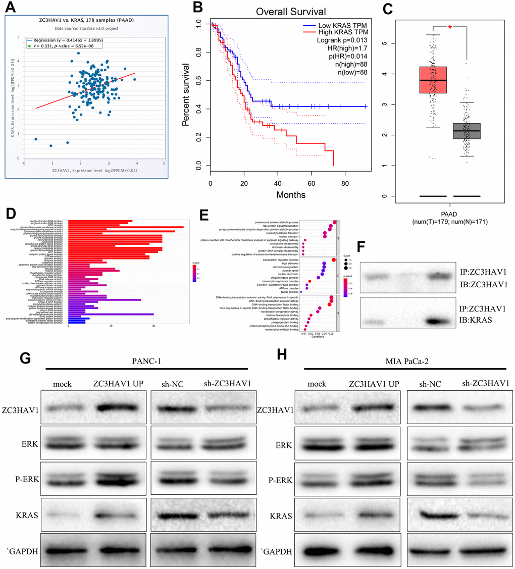 ZC3HAV1 regulates the ERK pathway by targeting KRAS. (A, B) KRAS correlation with ZC3HAV1 and its associated with overall survival were predicted by starBase. (C) The expression of KRAS in PC tissues compared with adjacent normal tissues with basis of the GEPIA database. (D, E) GO analysis of KRAS was performed. (F) ZC3HAV1 protein was immunoprecipitated with ZC3HAV1 antibody and levels of bound KRAS were found by western blotting. (G, H) Protein expression levels of vital modulators of the ERK signaling pathway and dissected KRAS by western blotting.