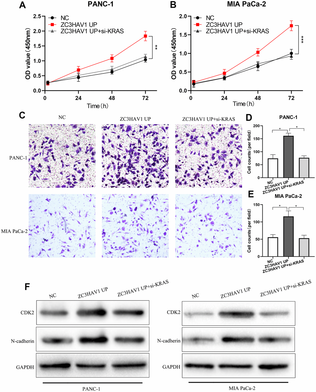 After down-regulating KRAS, the promotion roles of ZC3HAV1 played in the proliferation and invasion of PC cells was weakened. (A, B) CCK8 assays were employed to find out the proliferation ability of every group. (C–E) Performed transwell assay in order to examine the invasion ability of each group. (F) The related expression of proteins of proliferation (CDK2) and EMT (N-cadherin) was analyzed by Western blotting. Data appeared to be mean ± SD, *PP