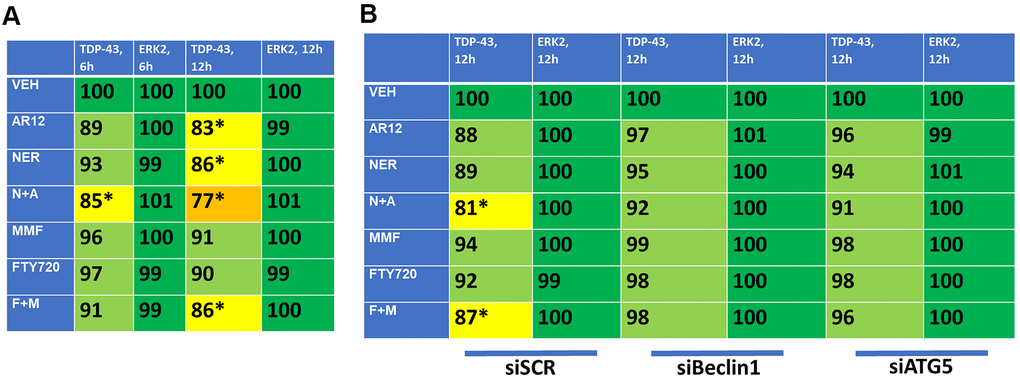 AR12 and neratinib in combination reduce the expression of TDP-43 via autophagy. (A) HCT116 ATG16L1 T300 cells were transfected to express TDP-43. Twenty-four h later, cells were treated with vehicle control, neratinib (50 nM), AR12 (2 μM), fingolimod (FTY, 100 nM), MMF (5 μM) or the drugs in combination as indicated for 6h or 12h. Cells were fixed in place and the expression of each protein plus ERK2 as a loading control determined by in-cell immuno-staining. (n = 3 +/-SD). * p B) HCT116 ATG16L1 T300 cells were transfected to express TDP-43 and co-transfected with a scrambled siRNA or with siRNA molecules to knock down either Beclin1 or ATG5. Twenty-four h later, cells were treated with vehicle control, neratinib (50 nM), AR12 (2 μM), fingolimod (FTY, 100 nM), MMF (5 μM) or the drugs in combination as indicated for 12h. Cells were fixed in place and the expression of each protein plus total ERK2 as a loading control determined by in-cell immuno-staining. (n = 3 +/-SD). * p 